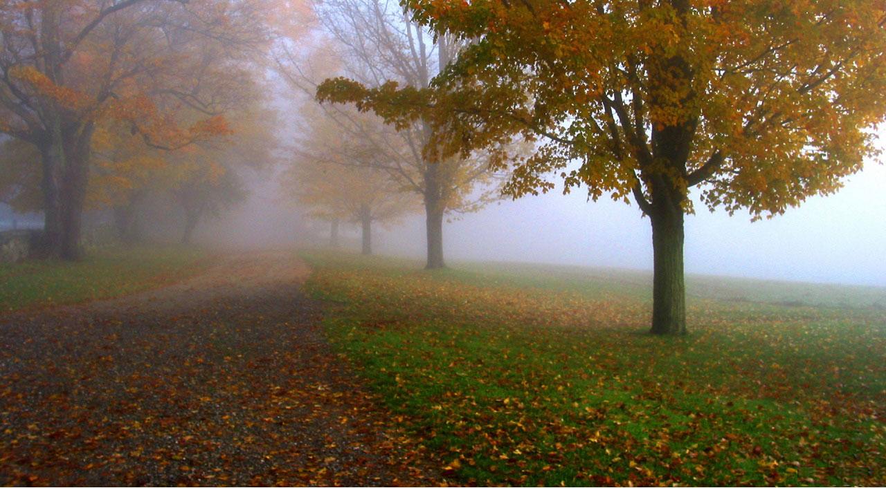 [TreeAutumn+(18).jpg]