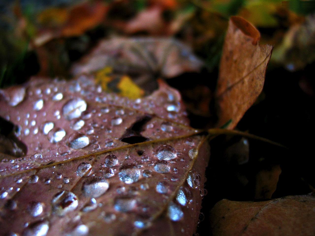 [TreeAutumn+(29).jpg]