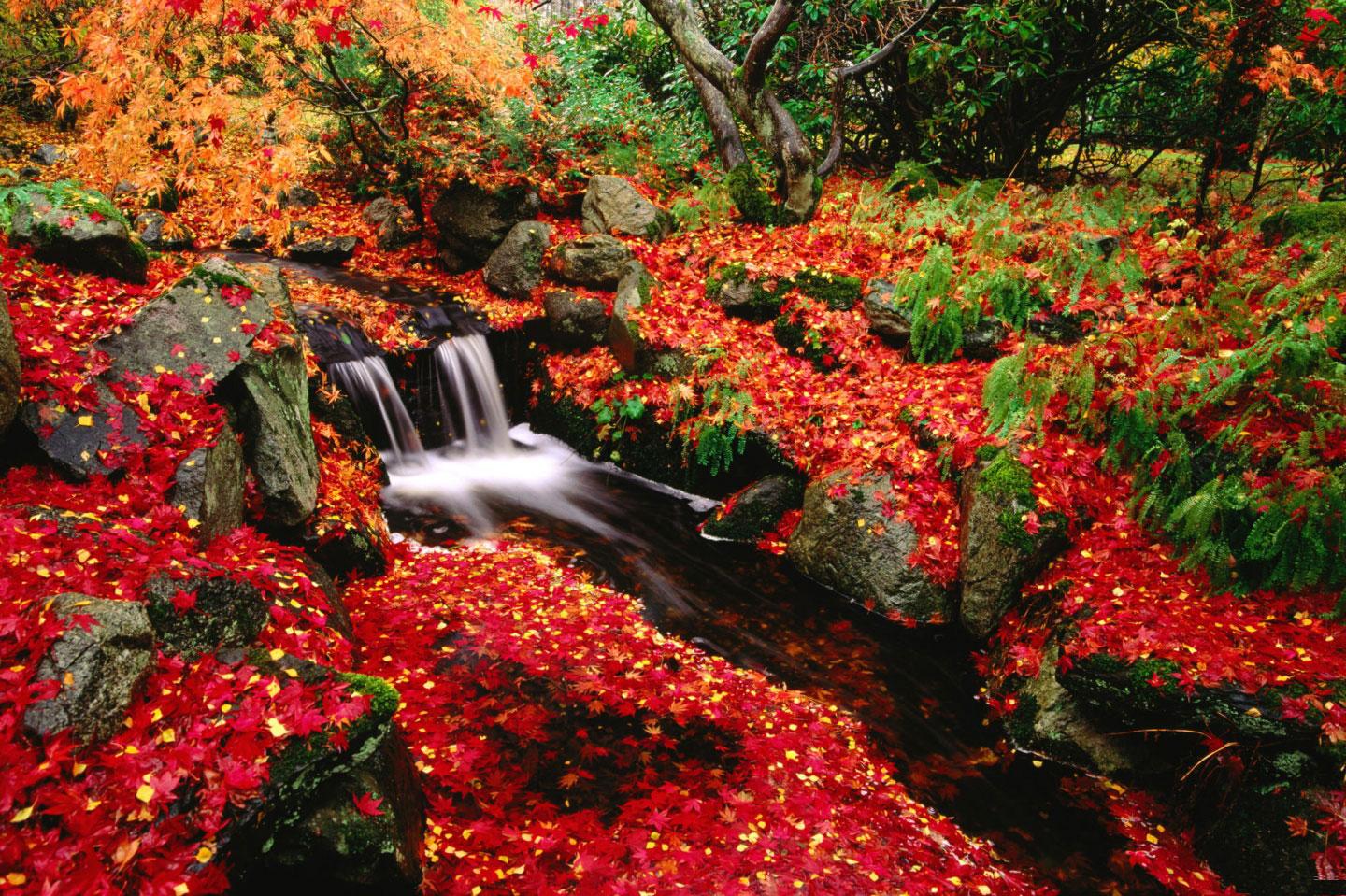 [TreeAutumn+(28).jpg]