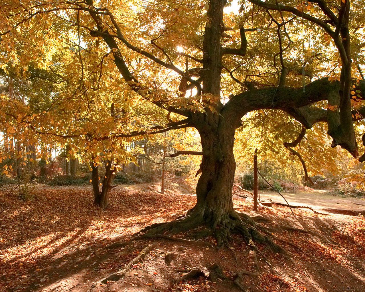 [TreeAutumn+(24).jpg]