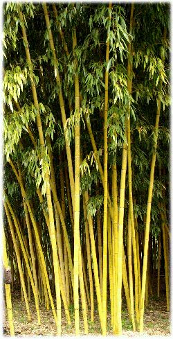 Vitesse de croissance d'un bambou