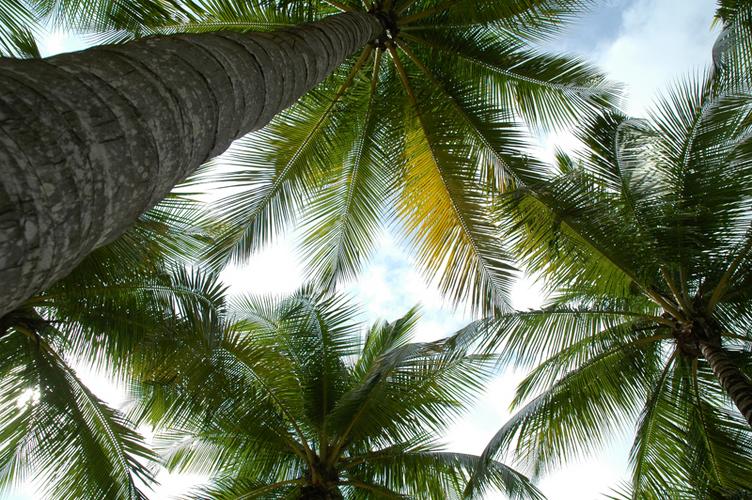 MaView Of Art: Pokok Kelapa