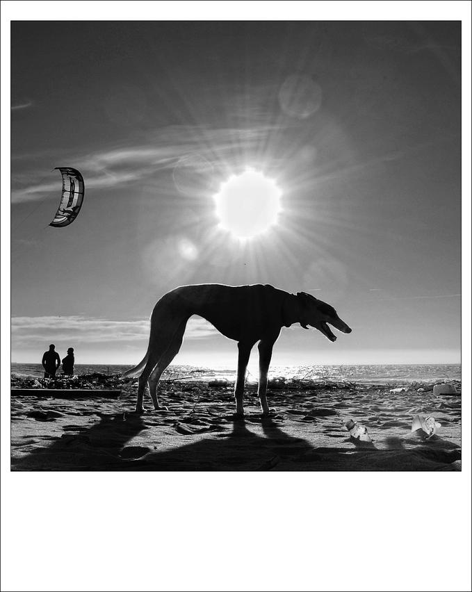 [Dog+and+Kite+(for+J.C.)+by+Giuseppe+Pasquali+©.jpg]