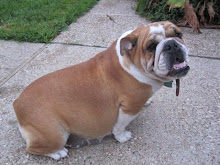 Lola is expecting puppies!