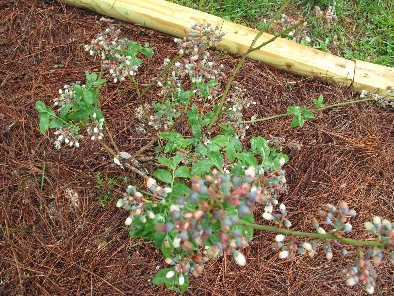 Jared's Adventure Into Beekeeping Racking Mead and fruit trees/bushes