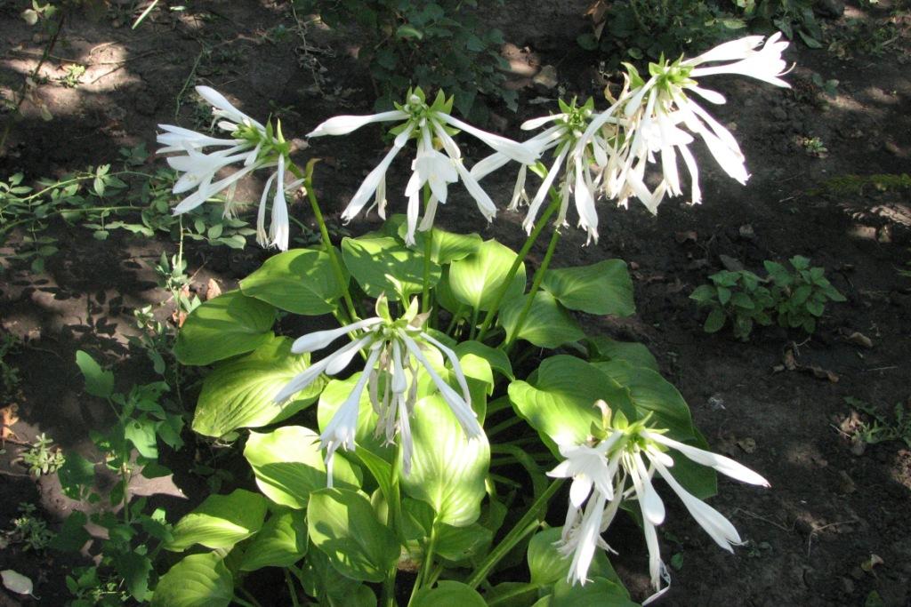 [Late+August+Flowers+008.jpg]