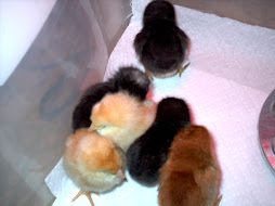 New Chicks - 2 days old