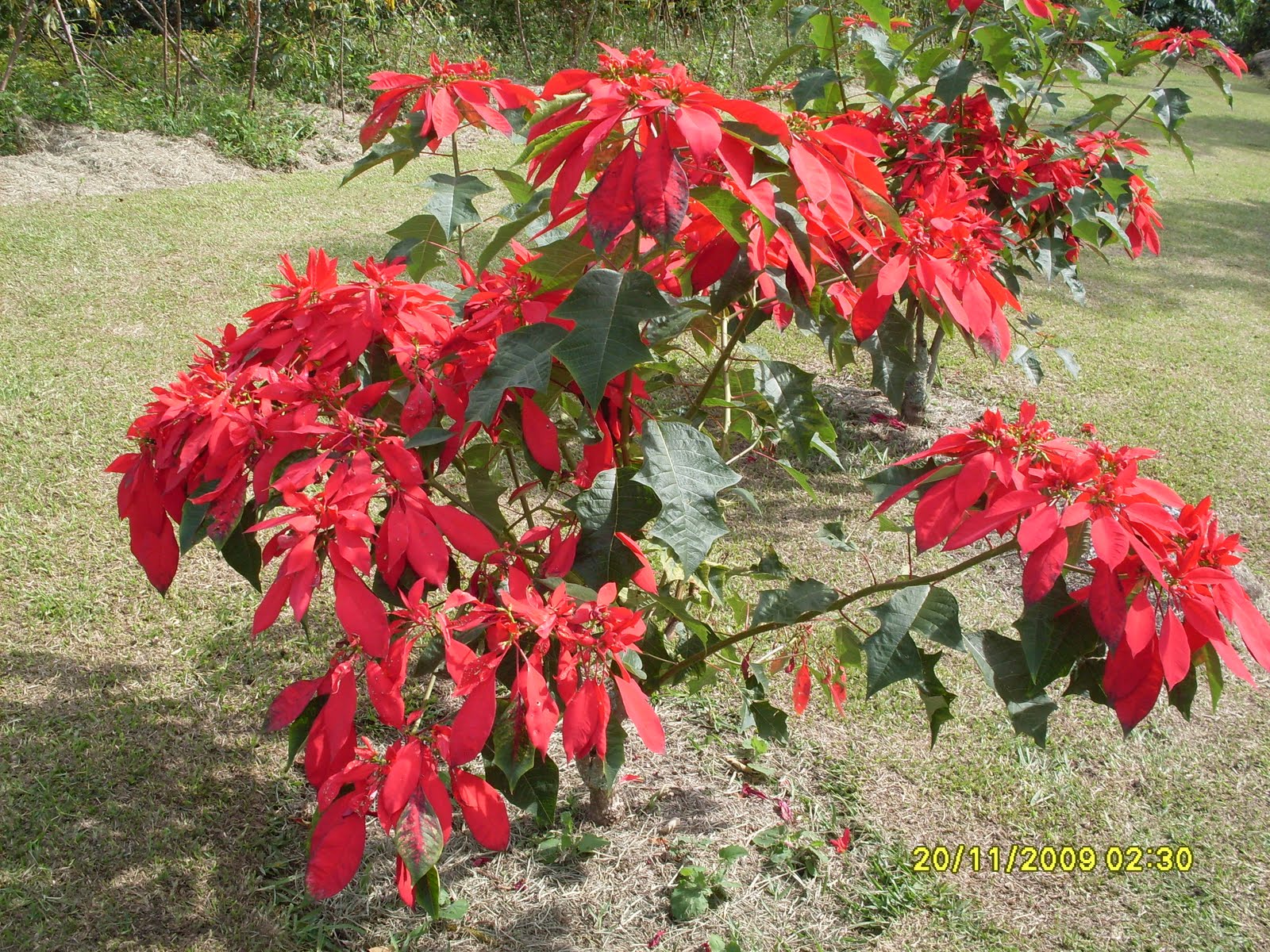 FLOR DE PASCUA