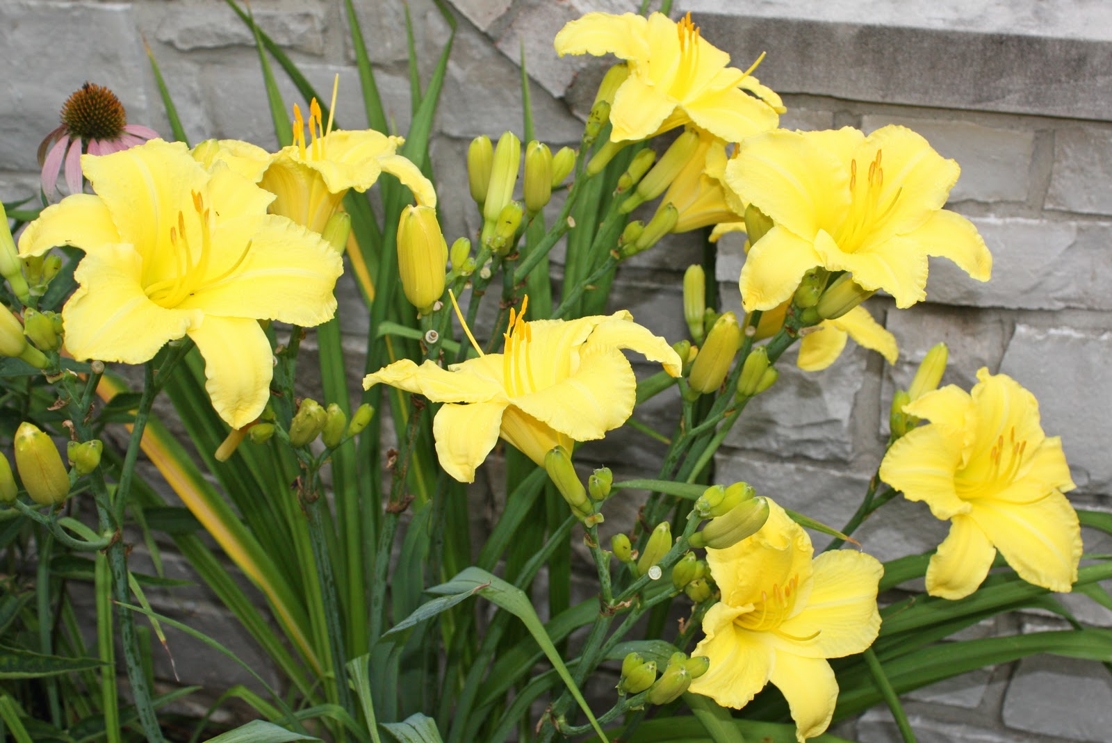 Gatsbys Gardens Everblooming Daylillies