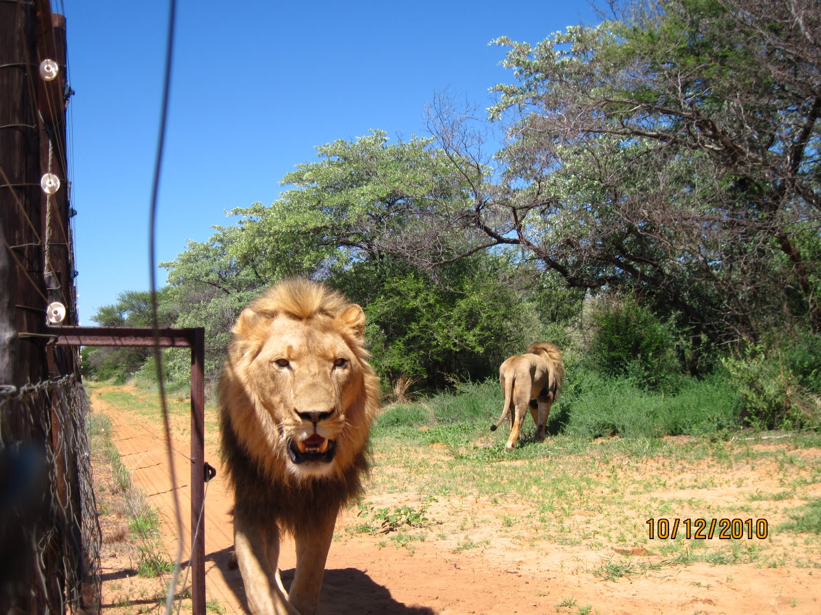 The Soul of a Lion: Zion and Trust grow up