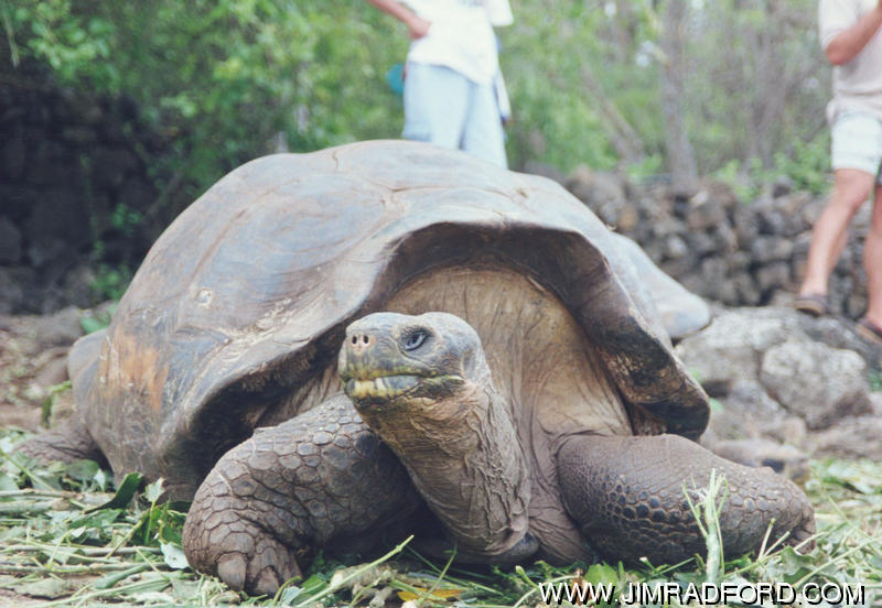 Абингдонские слоновые черепахи. Галапагосская черепаха Джордж. Абингдонская слоновая черепаха одинокий Джордж. Галапагосские черепахи Эквадор. Одинокий Джордж черепаха.