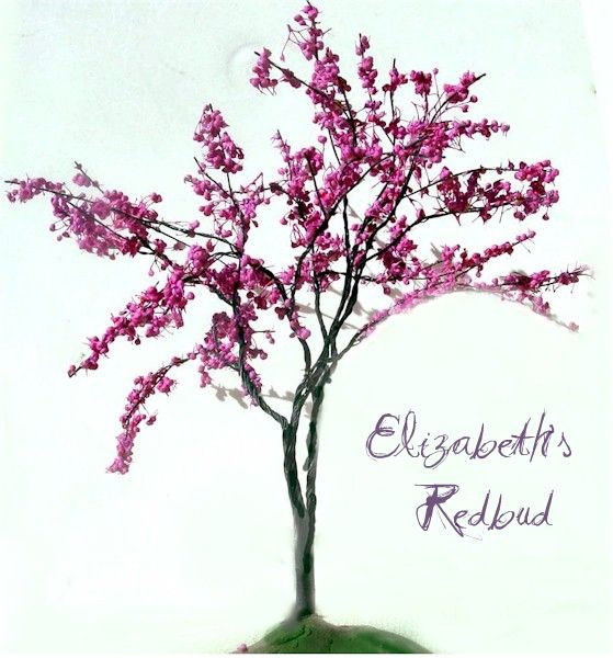 Elizabeth's Redbud