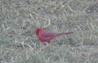 Cardinal in front yard