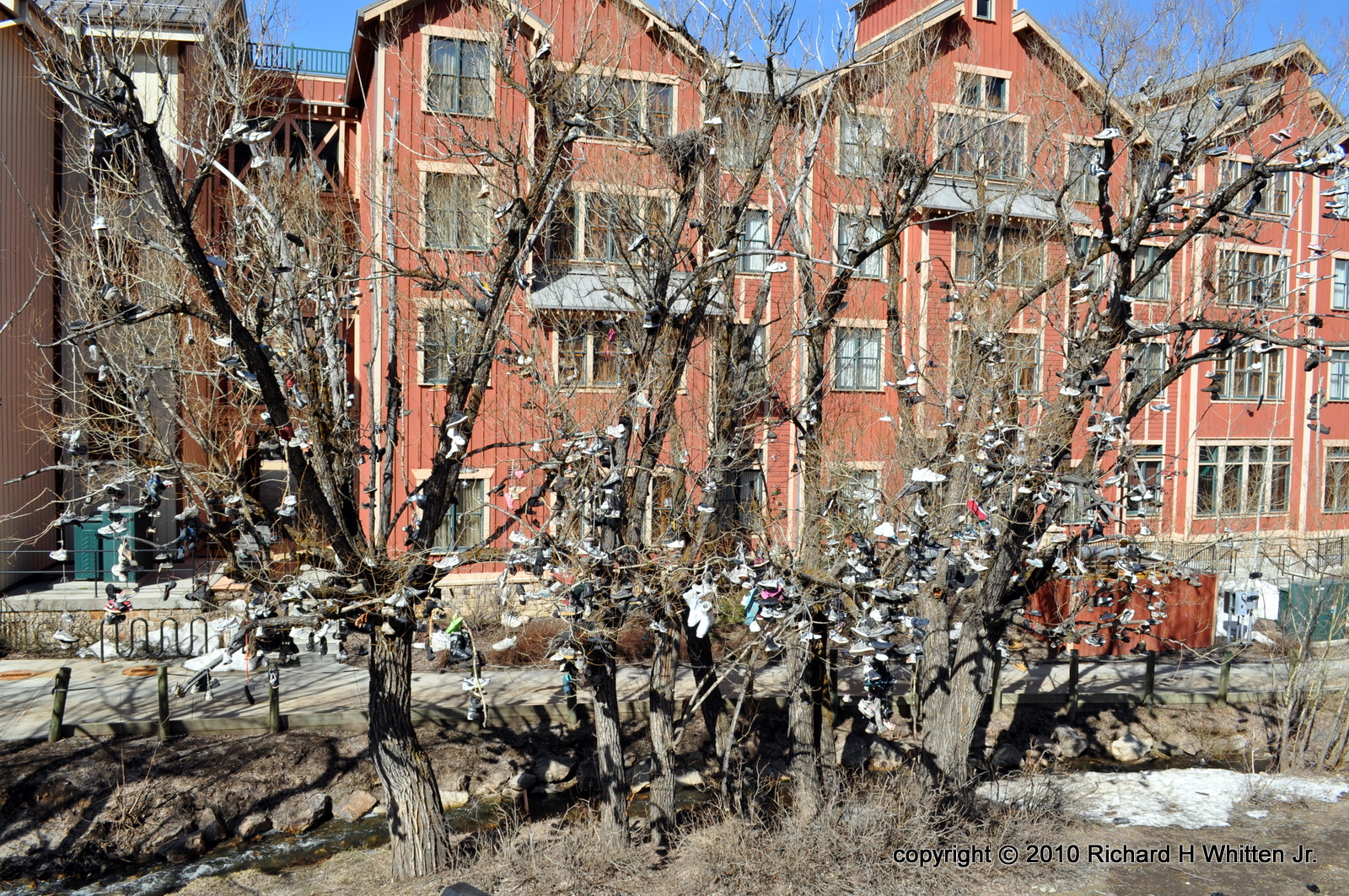 What Am I Doing? The "Shoe Tree" in Park City, Utah