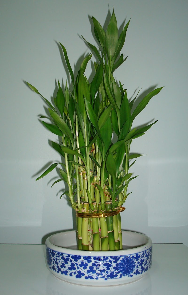 Top Baru Bamboo Plants, Motif Terbaru!
