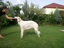 Sophie, our Champion of Romania and Bulgaria