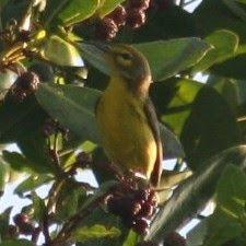 Adelaide's Warbler, Guanica, Puerto Rico