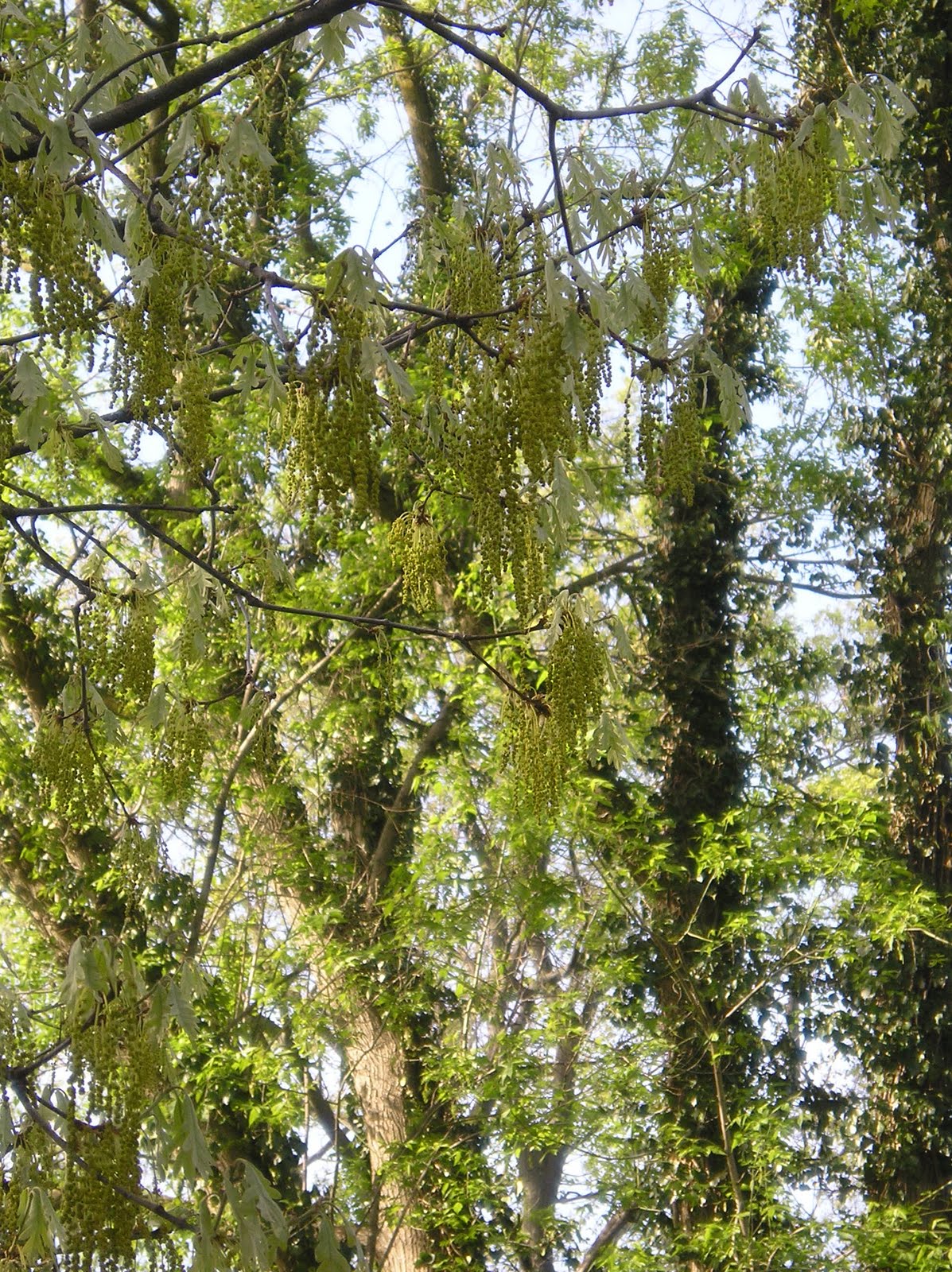 Herbs from the Labyrinth Recognize This?