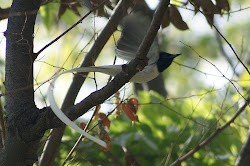 flycatcher paradise asian bird tail flying himachal pradesh