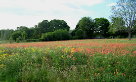 Field of Wild Flowers Last Spring