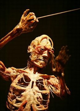 !!! Corpo Humano !!!