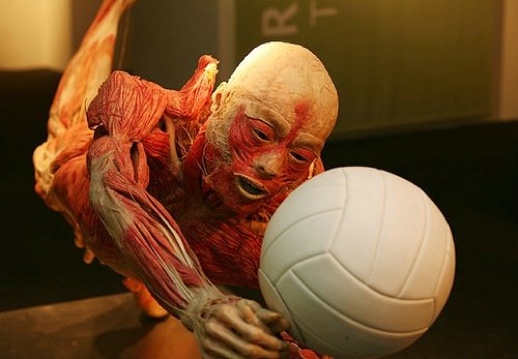 !!! Corpo Humano !!!