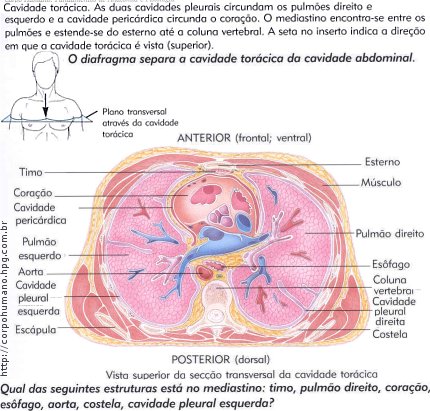 Figura 06 - Cavidade Torácica (Anterior e Posterior)