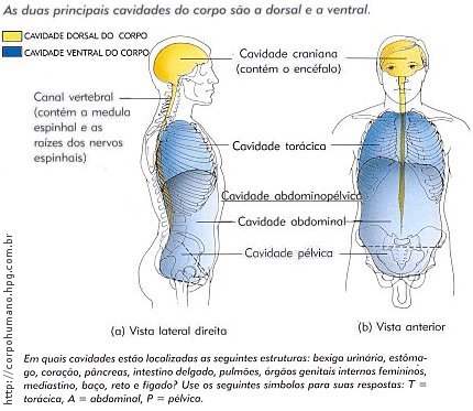 Figura 05 - Cavidade Dorsal e Ventral