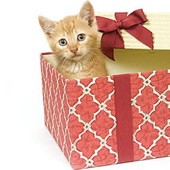 image: cat+present