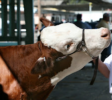 Me And My Cow.