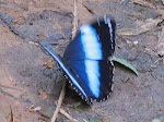 Uma borboleta em Congonhal