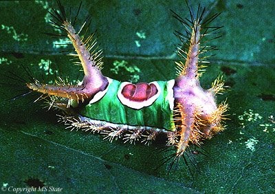 Catalogue of Organisms: The Really Abominable Mystery