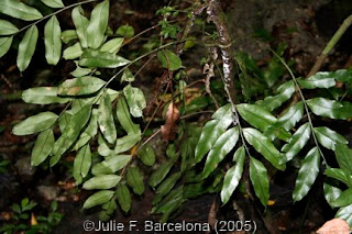 Lomariopsis+lineata.jpg