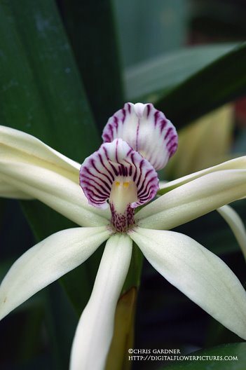 [orchidpf702webcc.jpg]