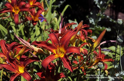 Digital Flower Pictures.com: Autumn Colors Gloriosa Daisy