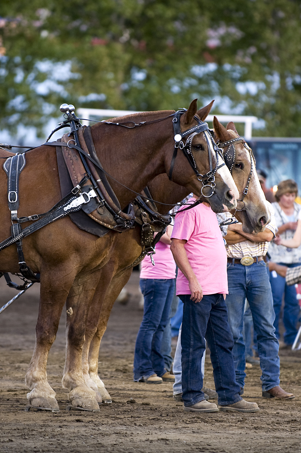 Allen Patterson Photography Horse Pull at State Fair 2010