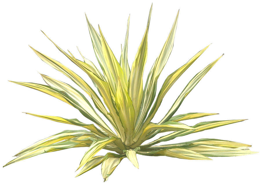 Tropical Plant Pictures: April 2010