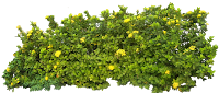 Tropical Plant Pictures: Ixora sp.