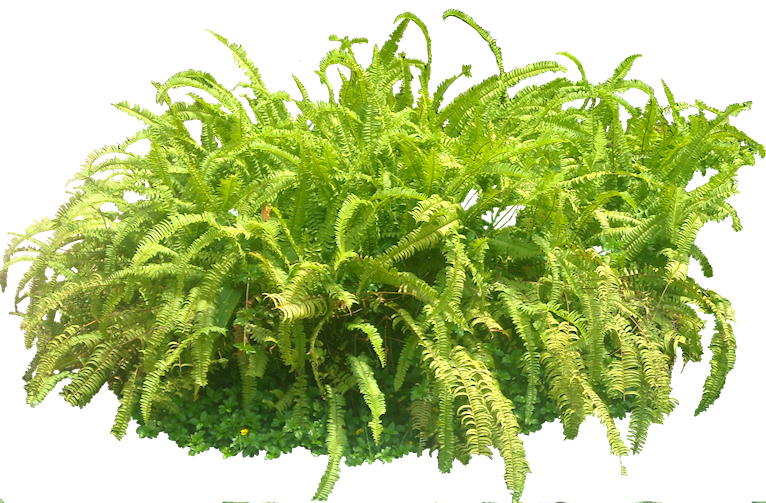 Tropical Plant Pictures: Nephrolepis sp (Sword fern)