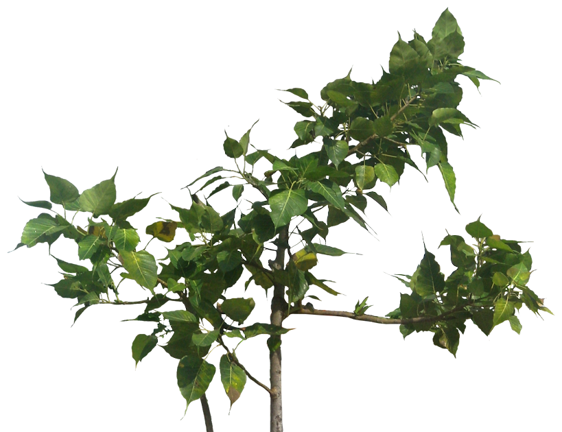 Tropical Plant Pictures Ficus religiosa (Sacred Fig)