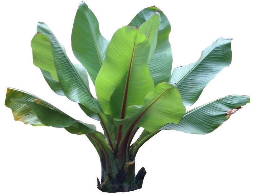 Tropical Plant Pictures: Esente ventricosum ( Ethiopian Red Banana)