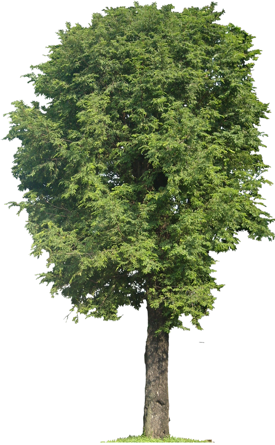 Tropical Plant Pictures: Tamarindus Indica (Tamarind)