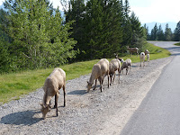 Golden - Yoho - Banff : Parques a la vista! - Recorrido por el Oeste de Canada en Autocaravana (4)