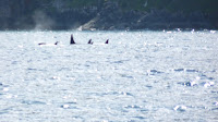 Port Hardy - Telegraphe Cove - Campbell River - Recorrido por el Oeste de Canada en Autocaravana (3)