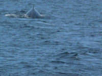 Port Hardy - Telegraphe Cove - Campbell River - Recorrido por el Oeste de Canada en Autocaravana (4)