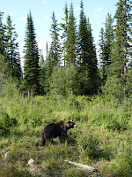 Shuswap Lake - Golden : Nuestro primer grizzly! - Recorrido por el Oeste de Canada en Autocaravana (3)