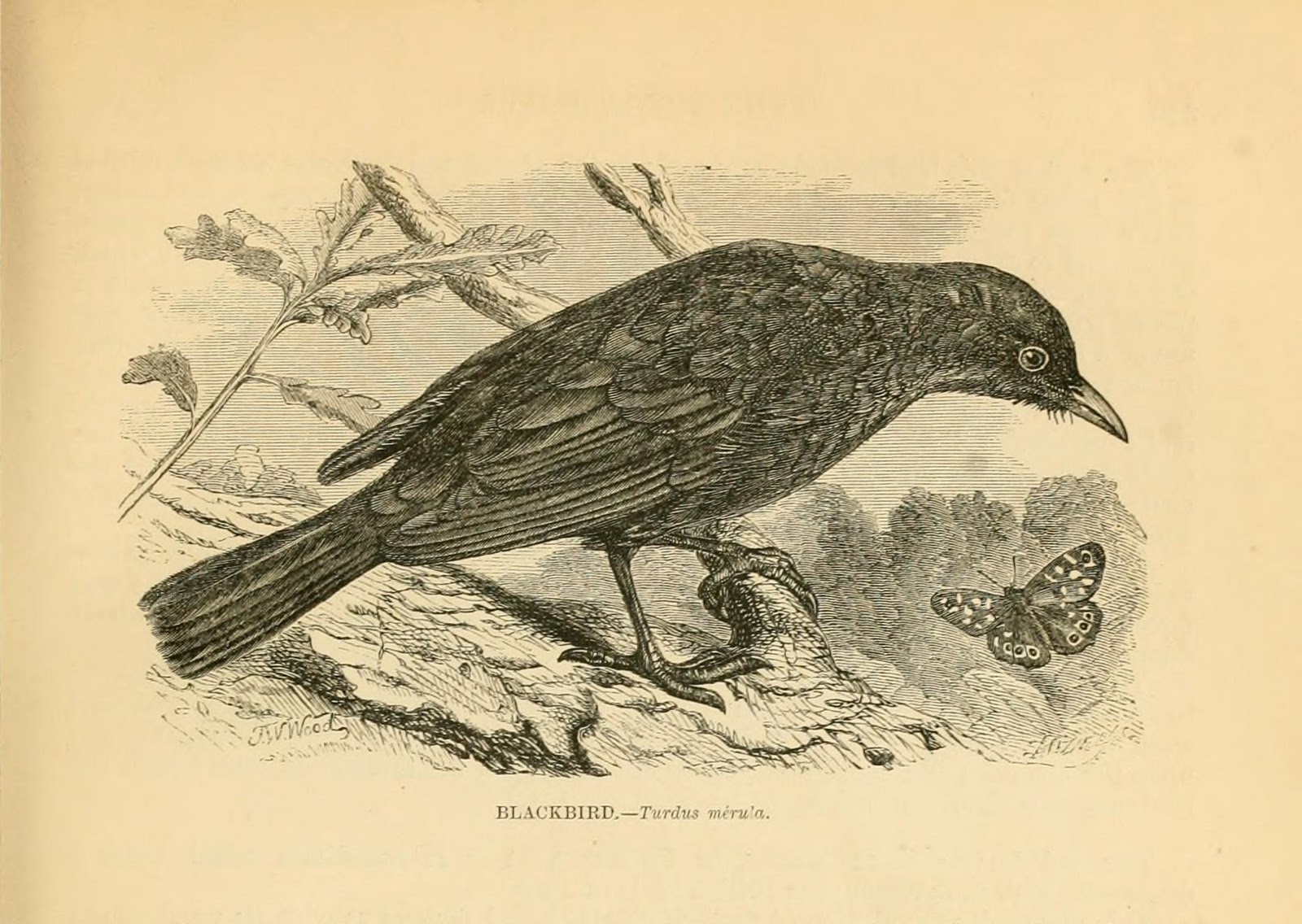 Vintage Ephemera Engraved illustration, Blackbird, 1862