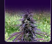 purple pineberry