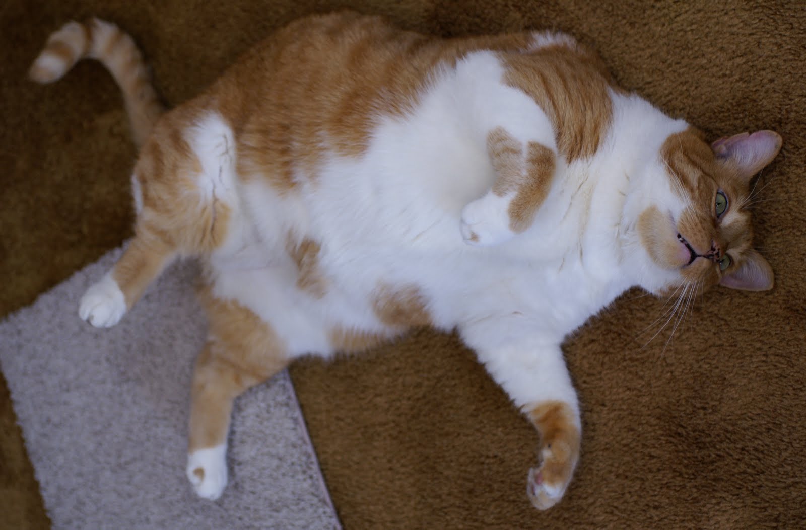 [fat+punky.jpg]