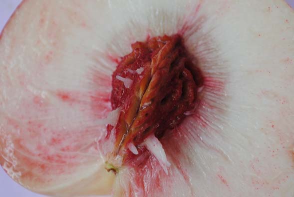 Godi Fanciullo Mio Stato Soave Parafrasi cobrizo: In sul calar del sole...